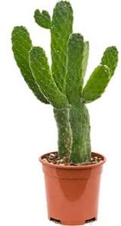 Opuntia cactus consolea S kamerplant