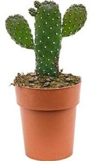 Opuntia cactus consolea XS kamerplant
