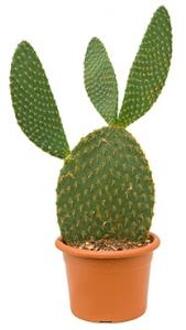 Opuntia cactus galapageia kamerplant