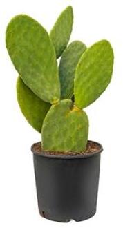 Opuntia cactus indica L1 kamerplant