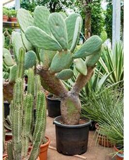Opuntia cactus indica L2 kamerplant