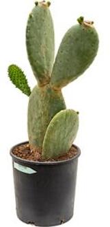 Opuntia cactus indica M kamerplant