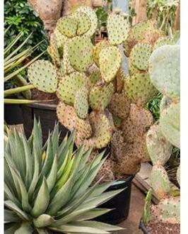 Opuntia cactus indica XL kamerplant