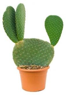Opuntia cactus maxima kamerplant