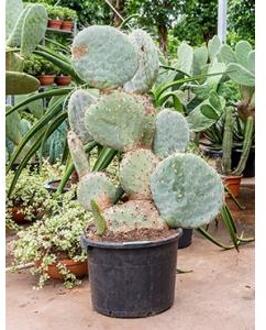 Opuntia cactus robusta L kamerplant