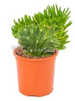 Opuntia cactus subulata XS kamerplant