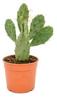 Opuntia cactus vulgaris S kamerplant