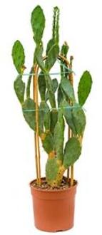 Opuntia cactus vulgaris XL kamerplant