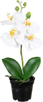 Orchidee bloemen kunstplant op plug - bloemen/bloemetjes - wit/groen - H33 cm