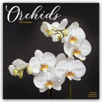 Orchids Calendar 2025 Square Flowers Wall Calendar - 16 Month - Browntrout Wandkalender - Avonside Publishing Ltd