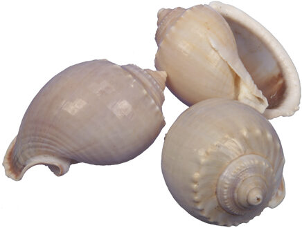 Othmar decorations 20x stuks Decoratie/hobby schelpen - naturel