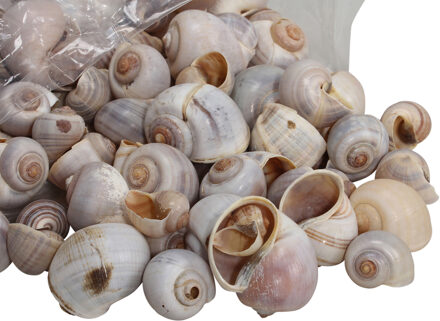 Othmar decorations Decoratie/hobby schelpen - 2 kg - naturel wit