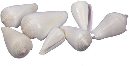 Othmar decorations Decoratie/hobby schelpen - 500 gr - gebleekt wit Creme