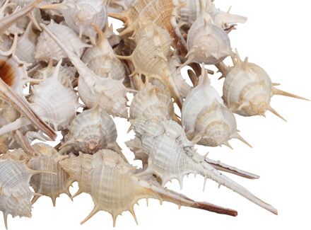 Othmar decorations Decoratie/hobby schelpen tropisch - 1 kg - naturel Wit