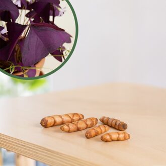 Oxalis Triangularis 'Burgundy Wine' knollen (5 stuks)