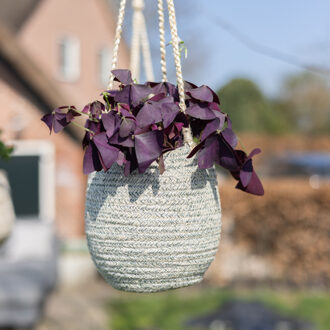 Oxalis Triangularis - Geluksklaver - P12