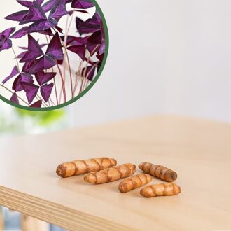 Oxalis Triangularis 'Sunny' knollen (5 stuks)