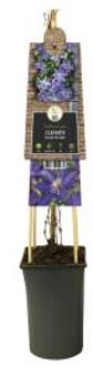 Paarse bosrank (Clematis "Daniel Deronda") klimplant