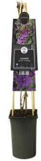 Paarse bosrank (Clematis "You are so Friendly"®) klimplant - 4 stuks