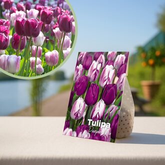 Paarse tulpenbollen purpermix - 20 stuks