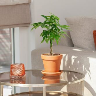 Pachira Aquatica - Geldboom - P17