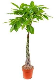 Pachira aquatica gevlochten L Geldboom Kamerplant