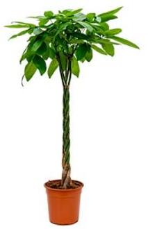 Pachira aquatica gevlochten XL Geldboom Kamerplant