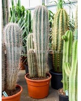 Pachycereus cactus pringlei 3pp kamerplant