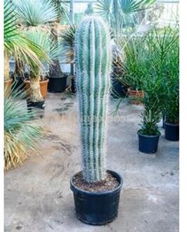 Pachycereus cactus pringlei L kamerplant
