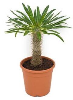 Pachypodium Palm lamerei M kamerplant