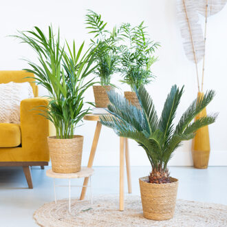 Palm Plantenbox (4 stuks)