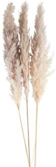 Pampasgras - 100 cm - set van 3
