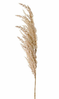 Pampasgras pluim losse steel/tak - creme wit - 100 cm - Decoratie kunst graspluimen