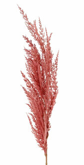 Pampasgras pluim losse steel/tak - oudroze - 100 cm - Decoratie kunst graspluimen