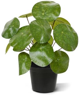 Pannenkoek Pilea 25 cm - Kunstplant