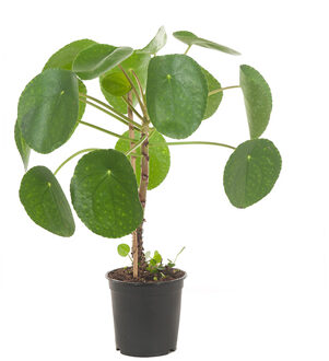 Pannenkoekplant op stam - P 15 cm