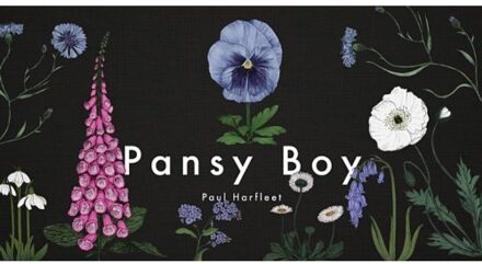 Pansy Boy