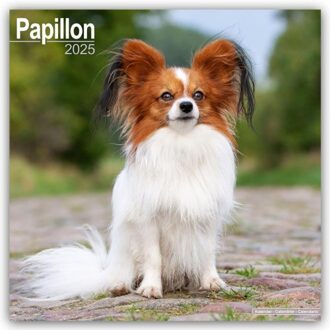 Papillon Calendar 2025 Square Dog Breed Wall Calendar - 16 Month - Browntrout Wandkalender - Avonside Publishing Ltd
