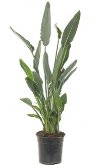 Paradijsvogelbloem - Strelitzia Reginae - P24