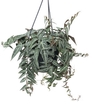 Parthenocissus Amazonica (Hangplant) - P 15 cm