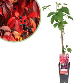 Parthenocissus Quinquefolia - Wilde Wingerd - P15