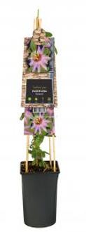 Passiebloem Passiflora Anastasia 75 cm klimplant
