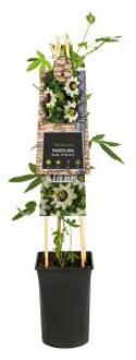 Passiebloem Passiflora Beauty of Hannover 75 cm klimplant