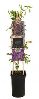 Passiebloem Passiflora Beervelde 75 cm klimplant