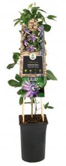 Passiebloem Passiflora Betty Miles Young 75 cm klimplant