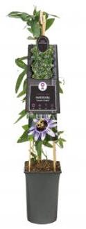 Passiflora cae. 'Damsel's Delight'®