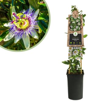 Passiflora Caerulea - Blauwe Passiebloem - P15