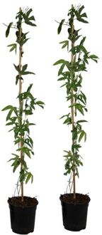 Passiflora 'victoria' Xl - 2 Stuks - Passiebloem - ⌀17 Cm - H120 Cm