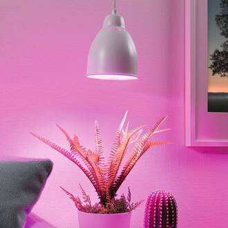 Paulmann Neordic Hilla hanglamp, wit