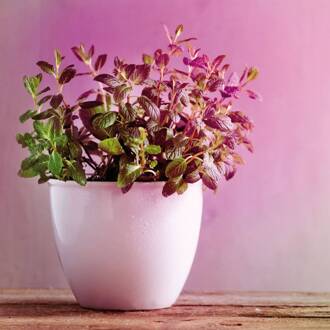 Paulmann Planten lamp E27 R80 6.5W